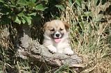 CORGI PEMBROKE 156